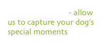 PHOTOGRAPHY - allow us to capture your dog’s special moments